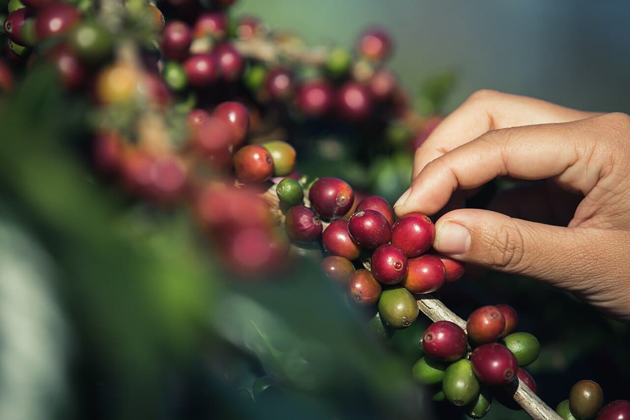 Manos recolectando cerezas maduras de café en la montaña